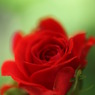 IMG_0335