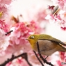過去画　熱海桜とメジロ