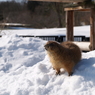 秋田_雪の動物園⑬