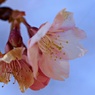 河津桜の咲始め