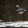 お持ち帰りですか？
