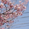 春のかほり