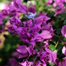 温室の花①