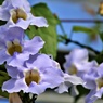 温室の花②