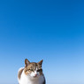 いいお天気ですニャ