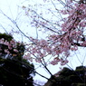 CHERRY BLOSSOM WAVE