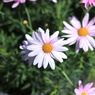 pink flower