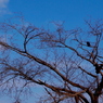 写真句：樹上の烏：写真詩三様