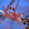 河津桜ボチボチ