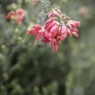 鈴なりの花