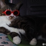 猫マフィアのボス