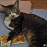 猫に黄金の１万円札