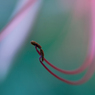 ミクロの世界14　曼珠沙華2