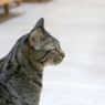 猫の日2022①
