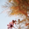 夕日を浴びる花
