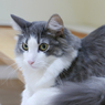 猫の日2022③