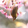 春うらら