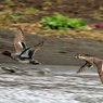 水鳥の飛翔①