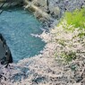 春の訪れ