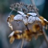 枯れ花