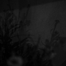 花影