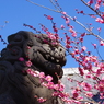 梅の香り