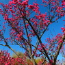 青空に紅梅