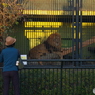 動物園①　タヌキ