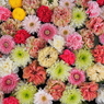 3月花手水舎