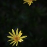 黄色い花