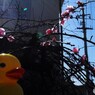 春の景色①　あひジロー