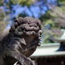 狛犬_代々木八幡宮