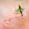 春の屏風２