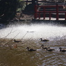 噴水と鴨