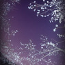 Plum tree and starry sky☆