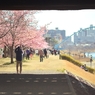 spring for tokyoites 2022