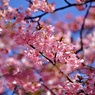 春・一段と近付く