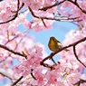 サクジロー今年の初撮り