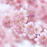 桜色