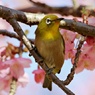 サクジロー③