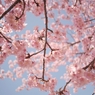 spring for tokyoites 2022