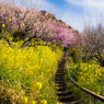 みかん山の河津桜と菜の花