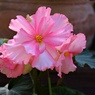 アンデス山地の花①