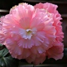 アンデス山地の花②