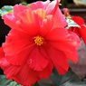 アンデス山地の花③
