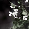豌豆の花　IMG0390zz