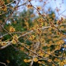 動物園の花：シナマンサク