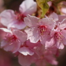 河津桜②