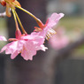 河津桜 002