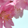 河津桜 004